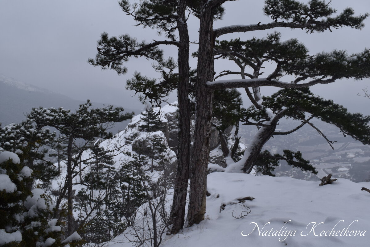 Природа Крыма - Amazing Cosmea