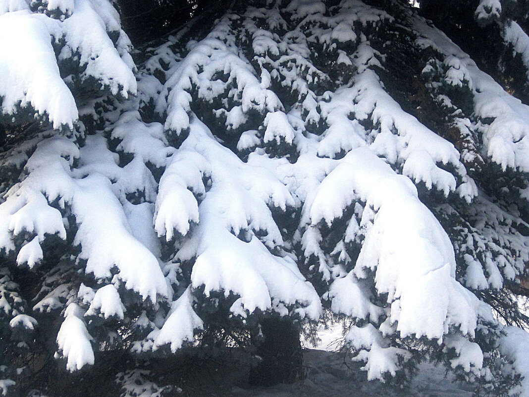 Снежные ели - Елена Семигина