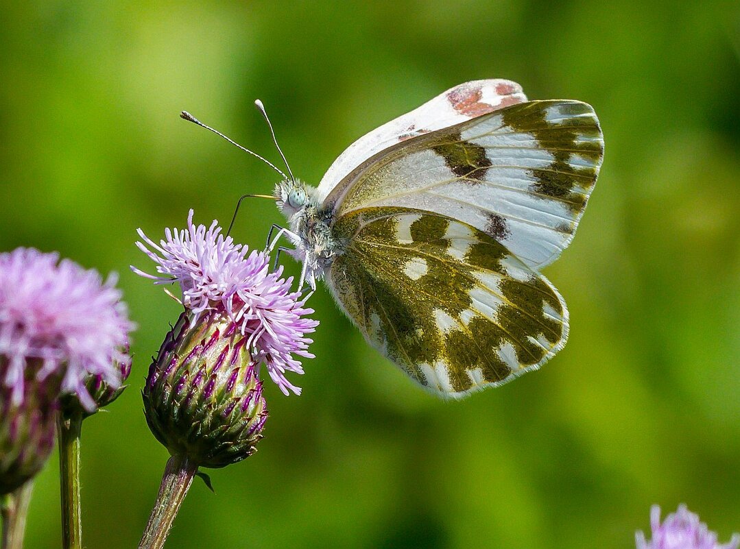 Краски лета. - Алексей Трухин