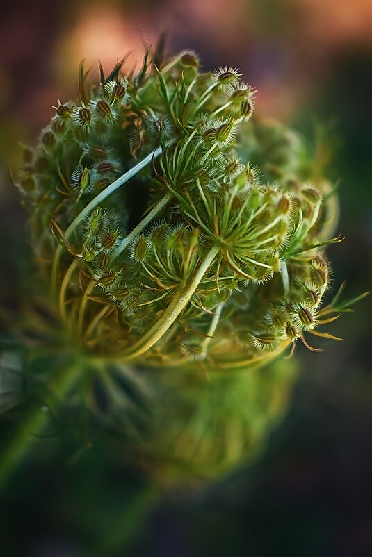 Дикая морковь - Оксана Н.