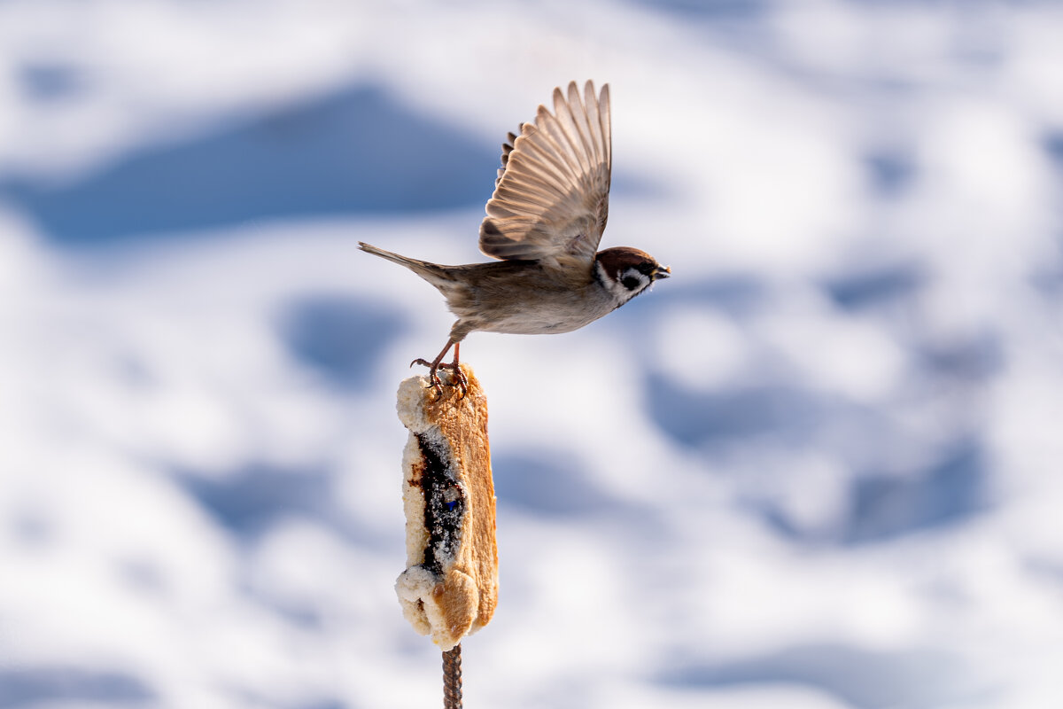 2 - Сергей Флетчер