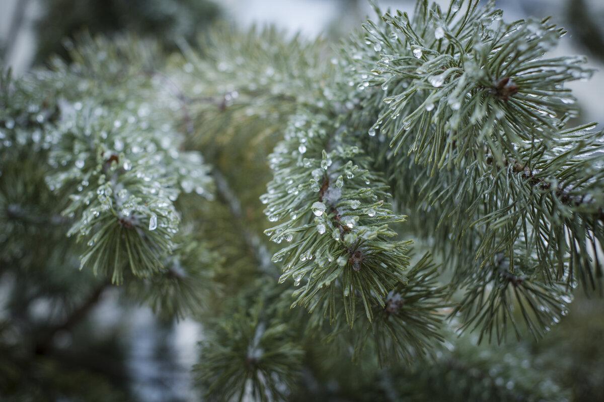 Зима - Тамара Федорова