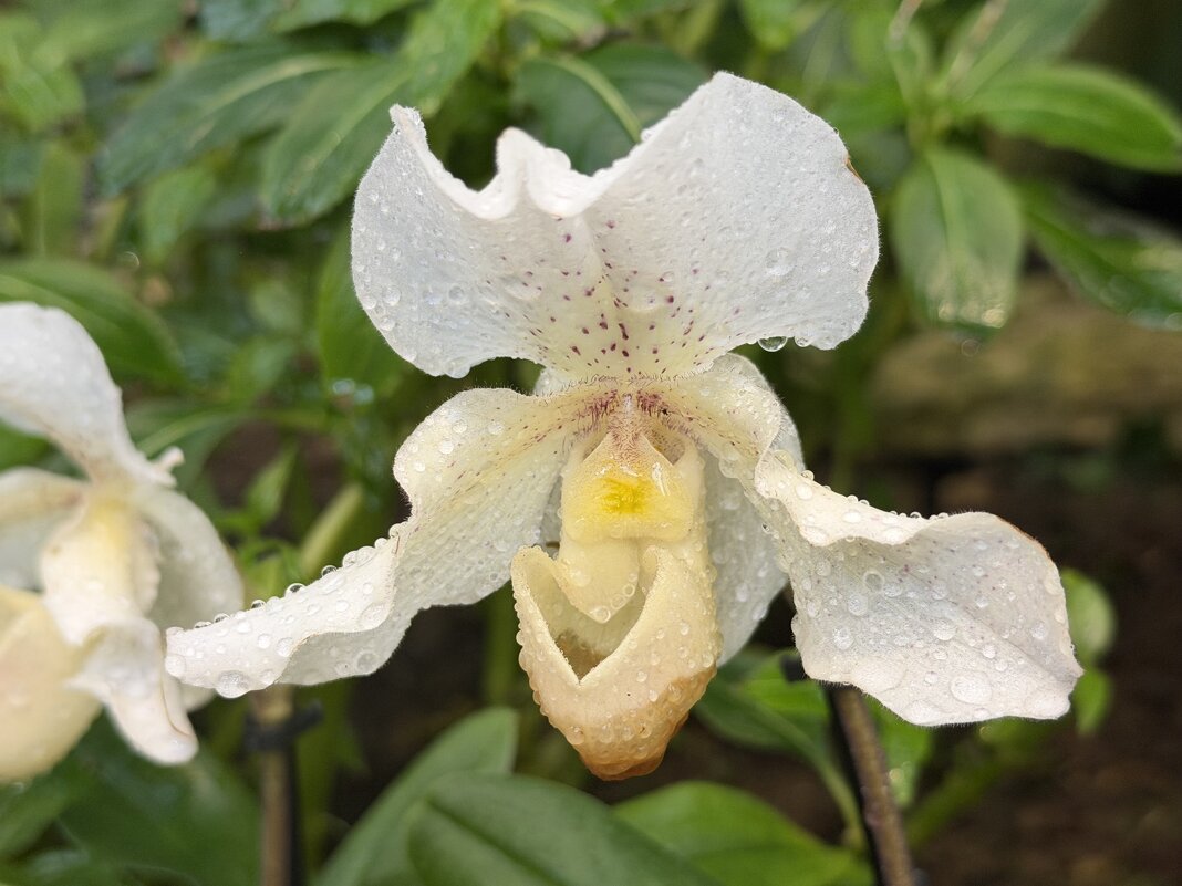 Выставка орхидей в Аптекарском огороде - Pippa 