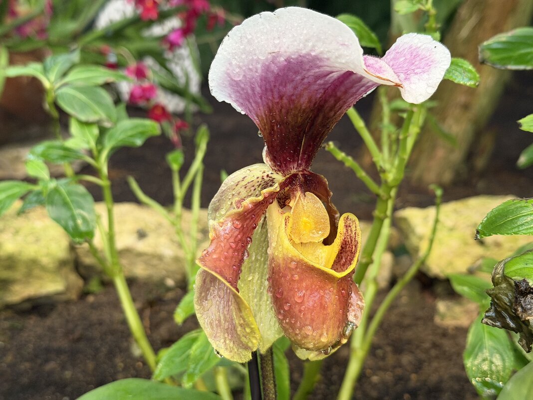 Выставка орхидей в Аптекарском огороде - Pippa 