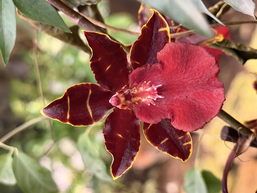 Выставка орхидей в Аптекарском огороде - Pippa 