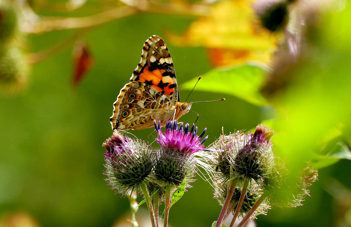 опять про бабочек...312 - Александр Прокудин
