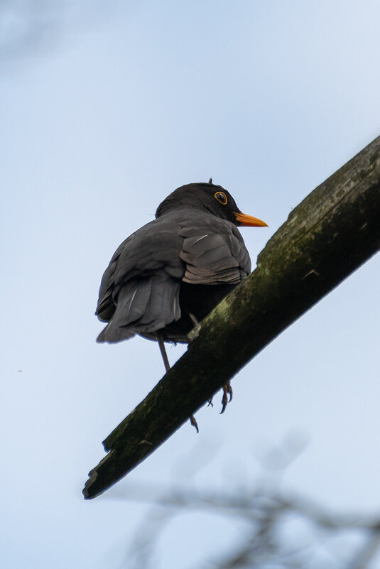 Черный дрозд - Владимир Лазарев