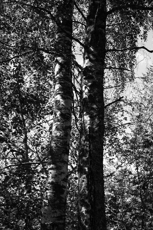 Фотография - Денис Безногов