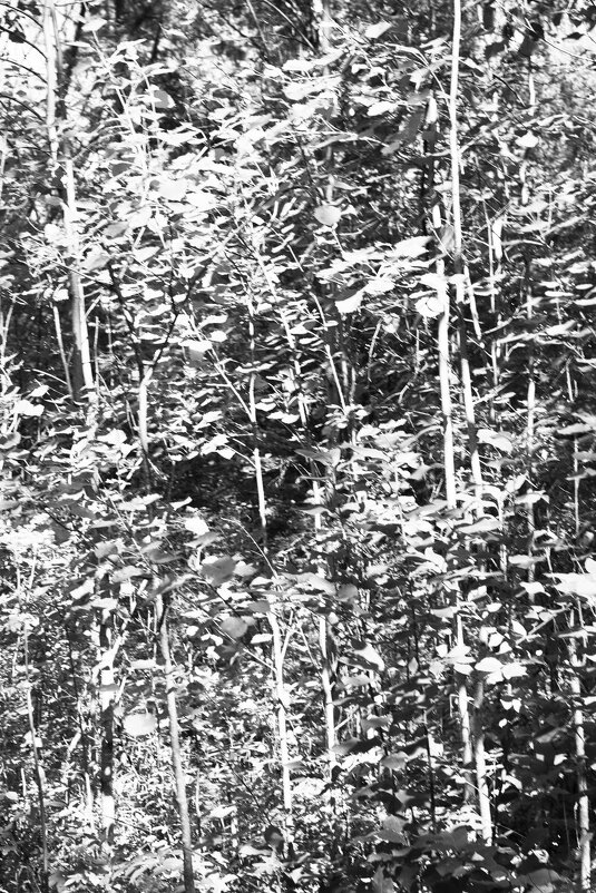 Фотография - Денис Безногов