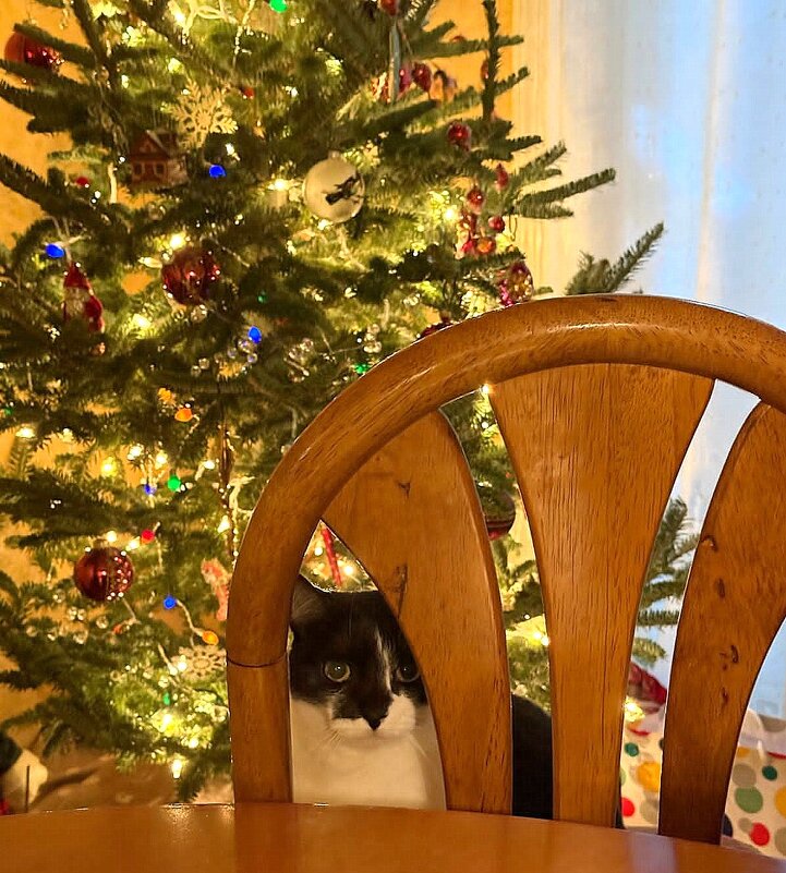 Ёлка и кошка - Елена 
