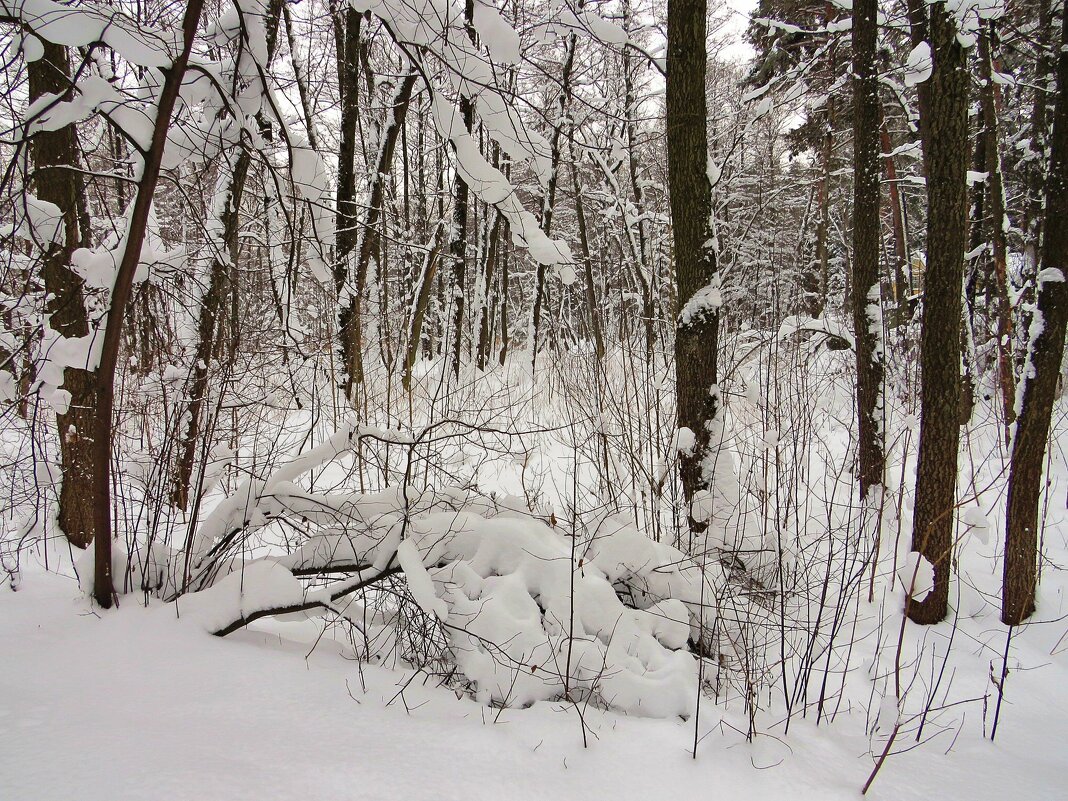 Снежная пора - Андрей Снегерёв
