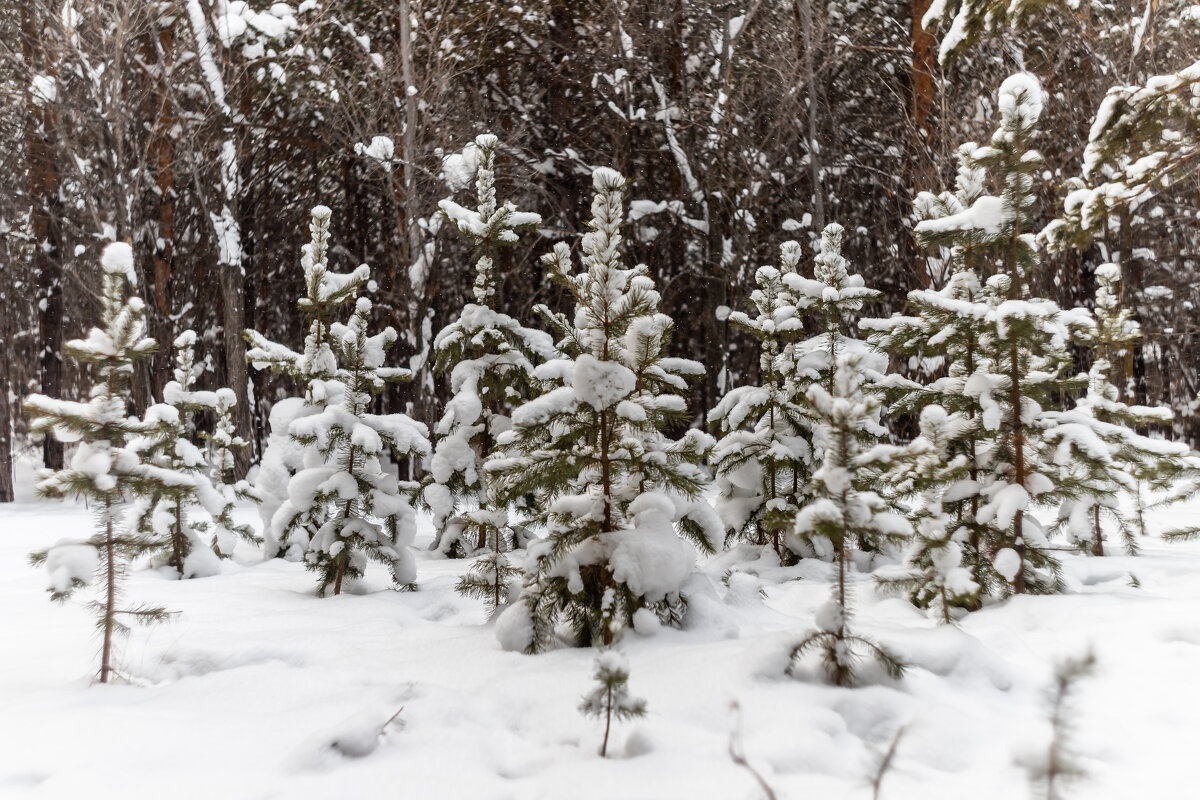 ... - Андрей Щукин