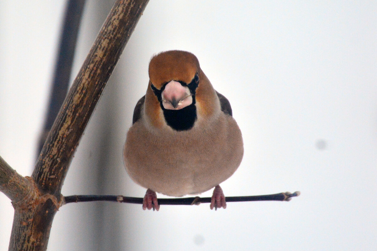 крвасавчик дубонос - леонид логинов