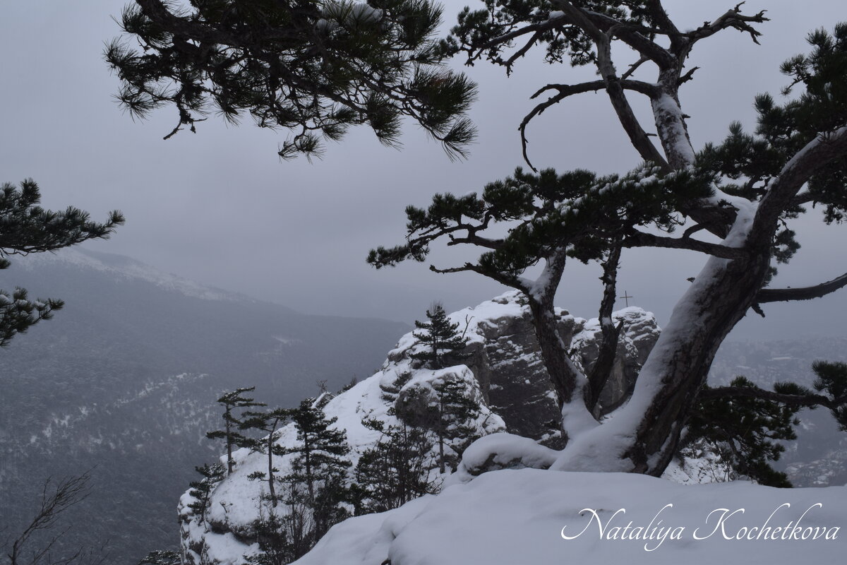 Природа Крыма - Amazing Cosmea