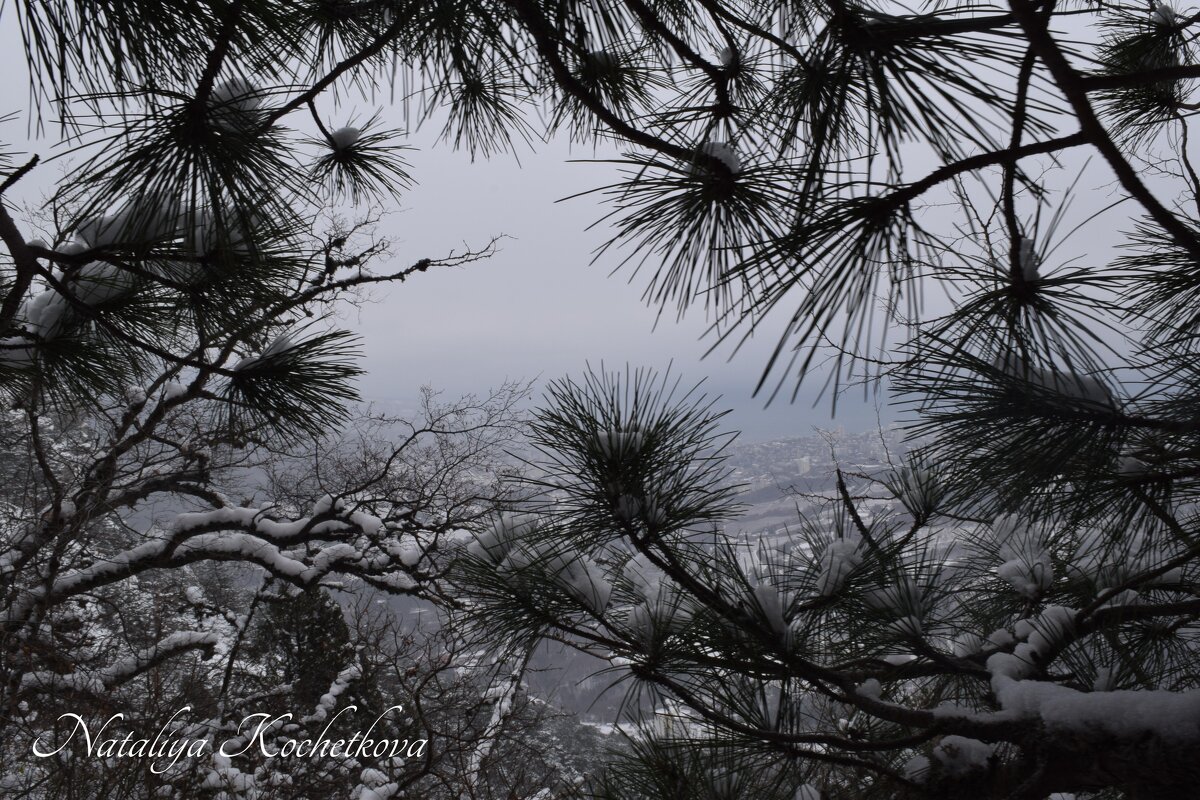 Природа Крыма - Amazing Cosmea