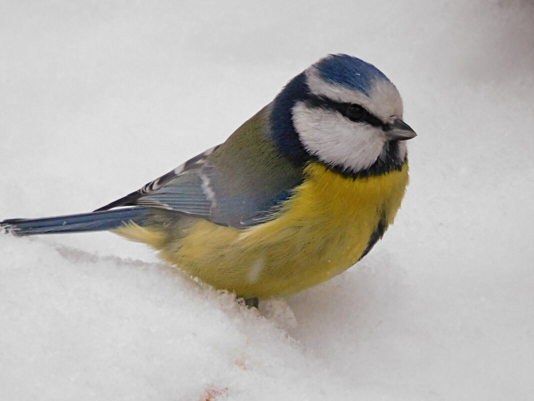 Лазоревка - Лина 