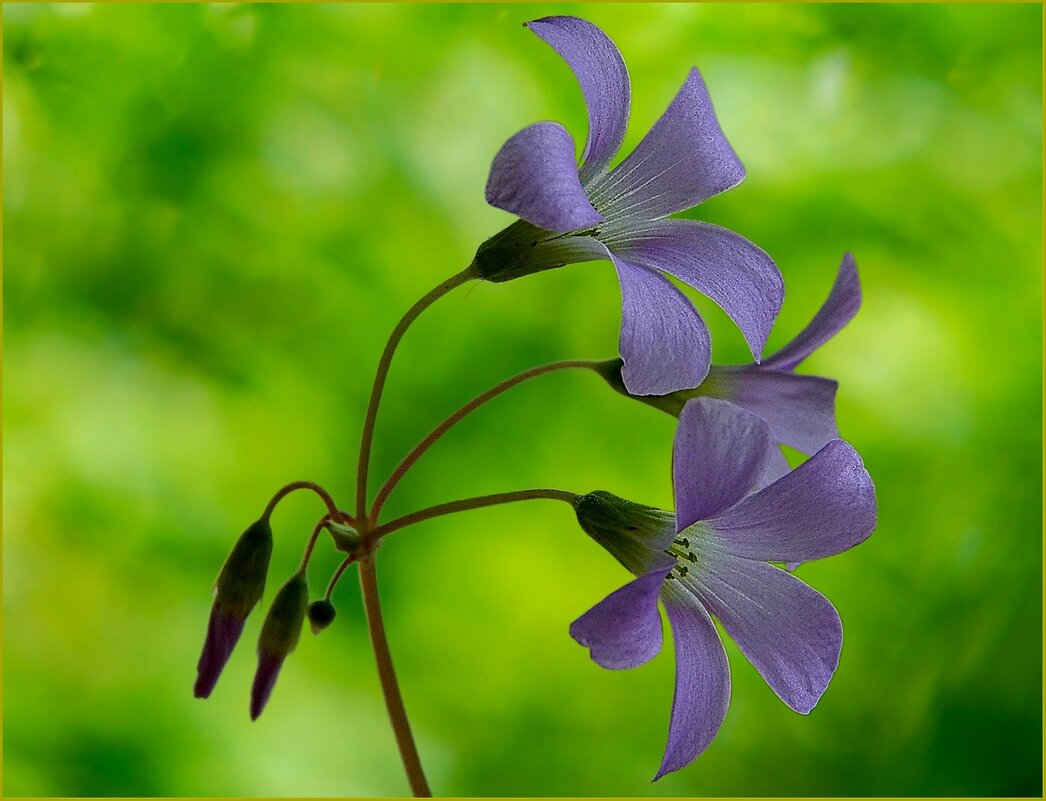 Нежные цветочки ... - Валентина Надсон