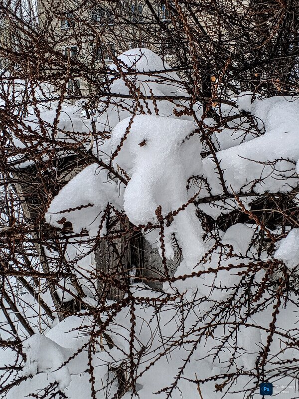 Снежные лапы - Юлия Денискина Снежные лапы - Юлия Денискина