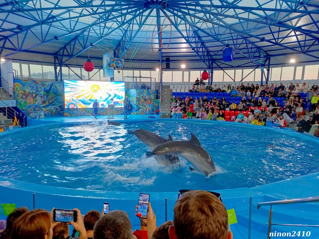 Адлер. Сочи Парк... шоу дельфинов... - Нина Бутко