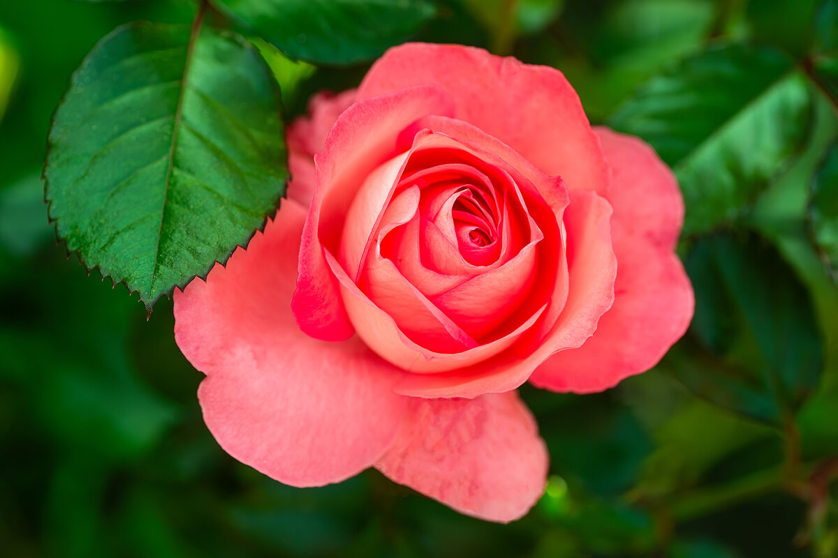 Роза - Alex Bush