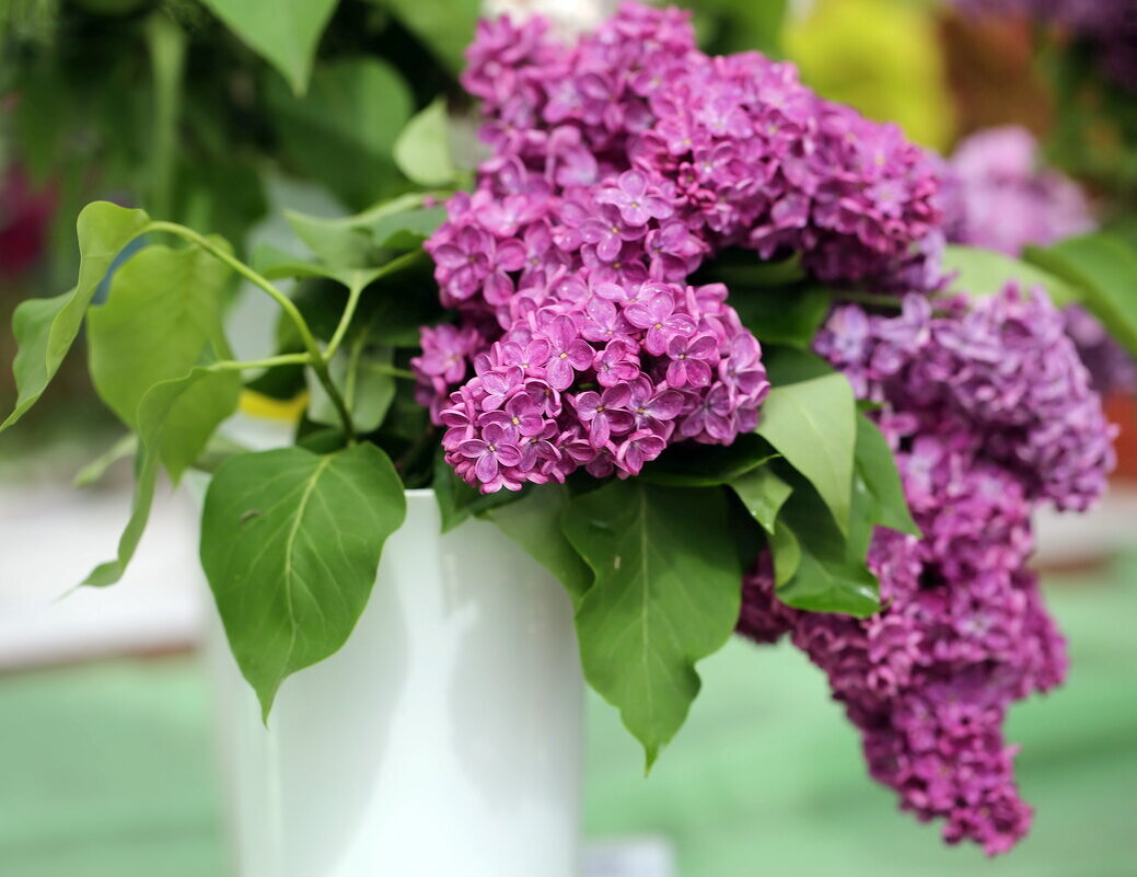 Дождемся сирени - ZNatasha -