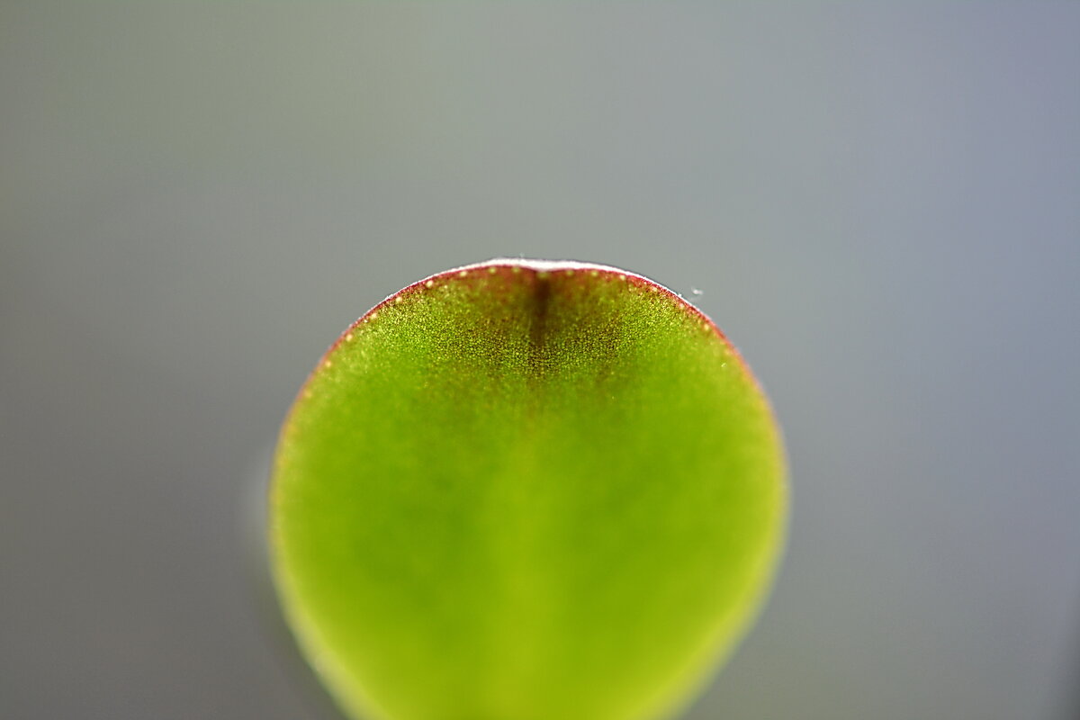 Рождение гармонии - анатолий 
