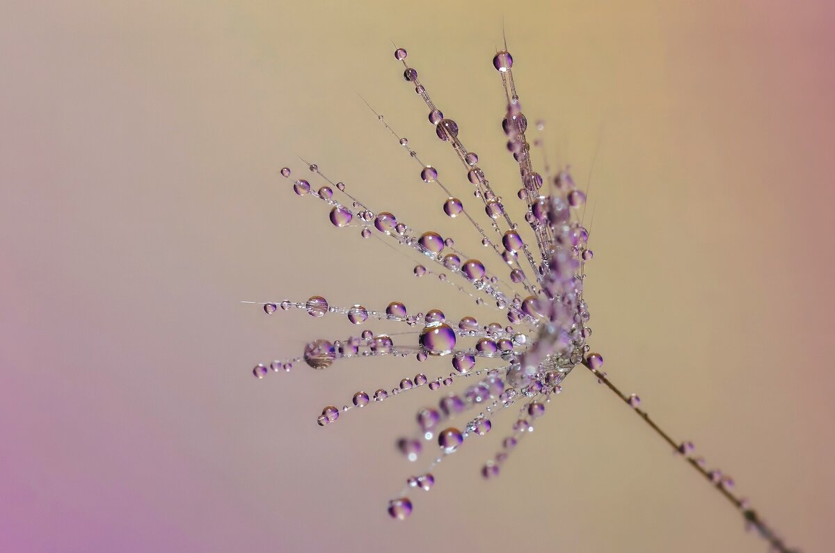 *** - Виктор Иванович Чернюк