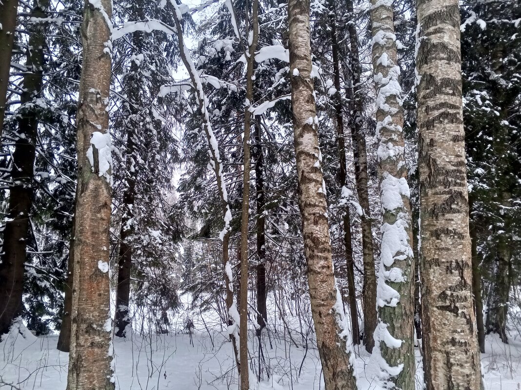 Зима - Сапсан 