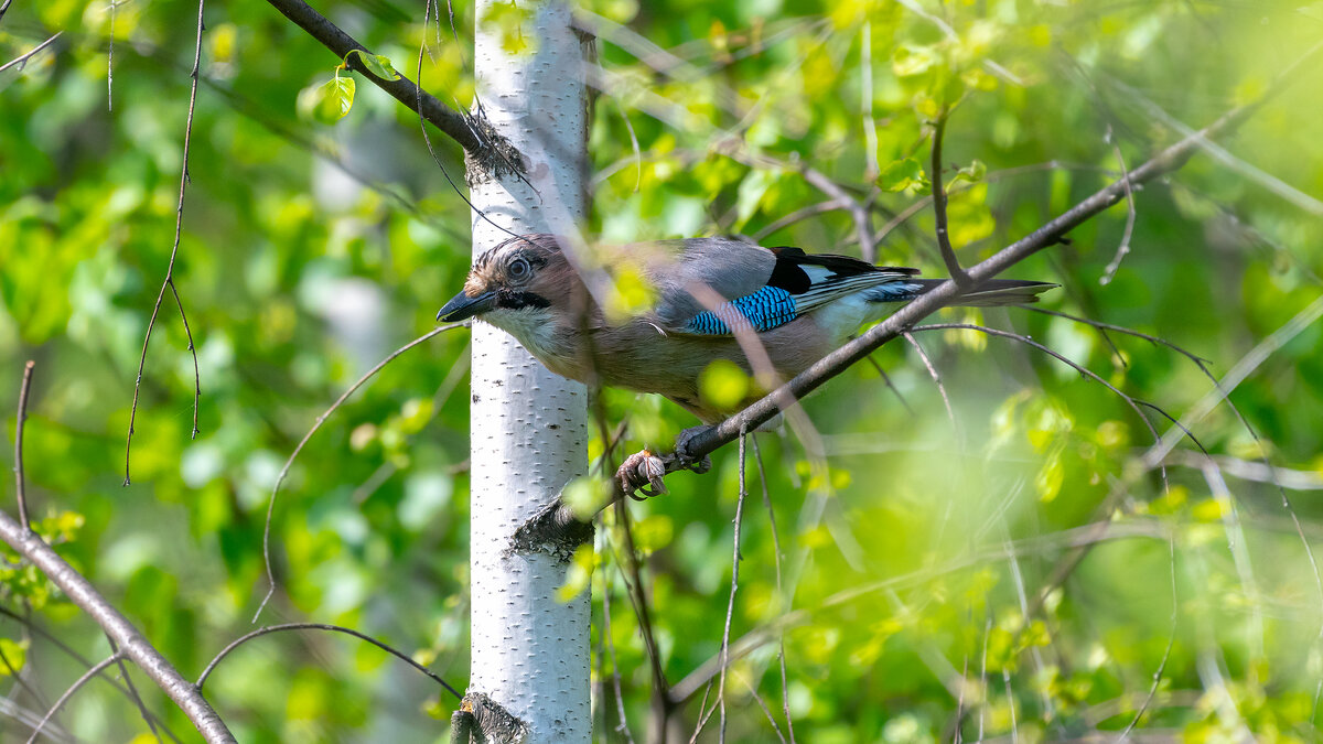 Сойка - Владимир Лазарев