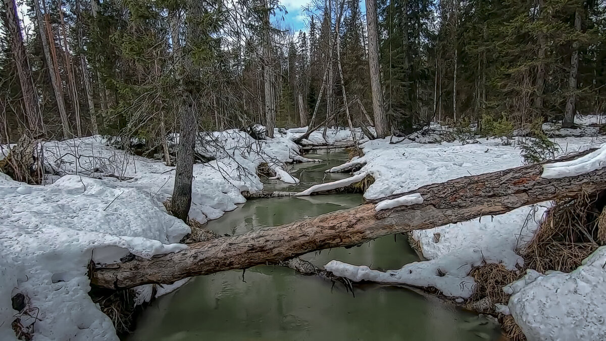 Тайга зимой - Aleksey Afonin