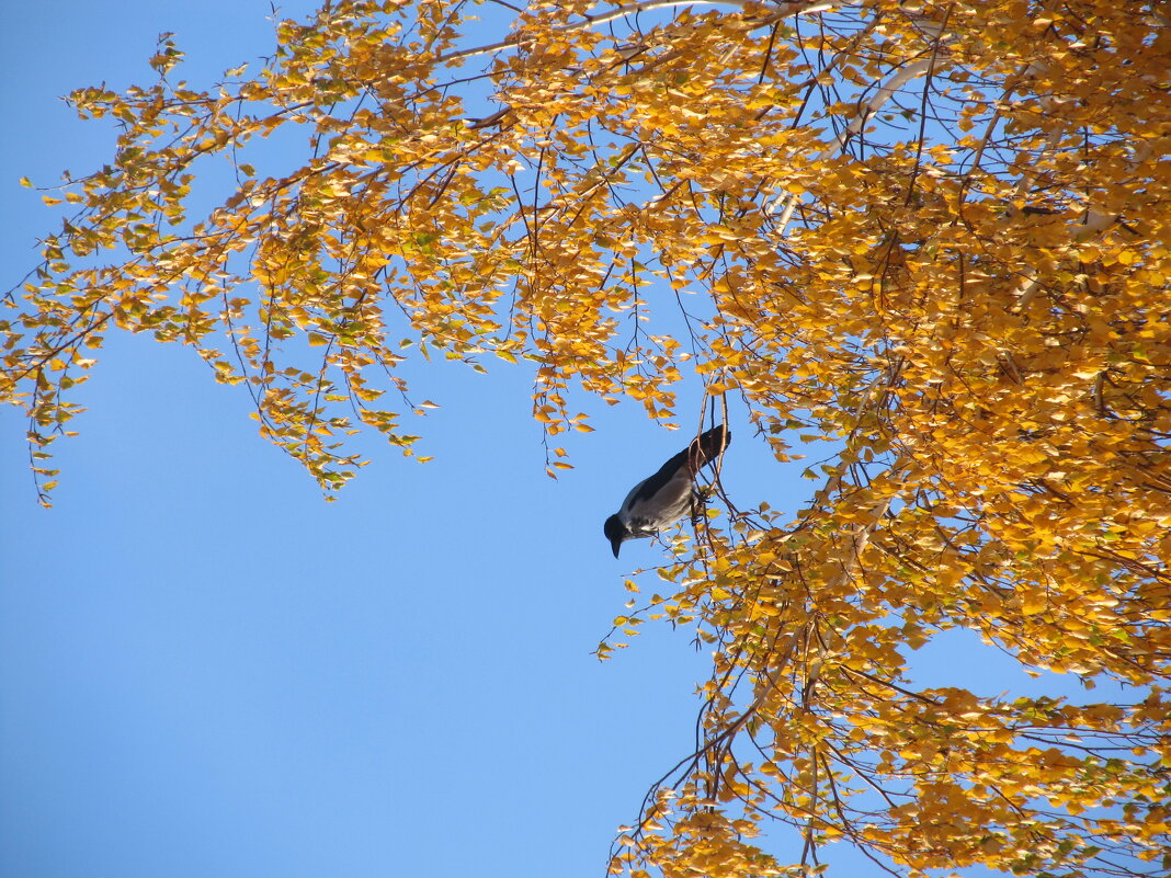 октябрь - Елена Шаламова