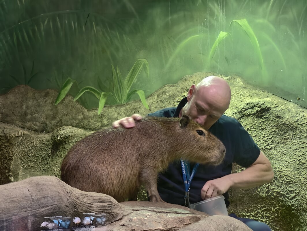 Капибара - <<< Наташа >>> Капибара - <<< Наташа >>>