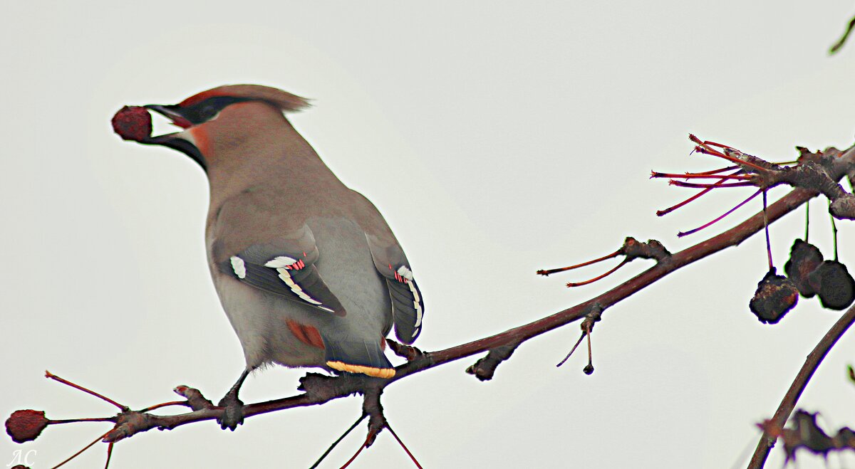 Виртуоз - Любовь Сахарова