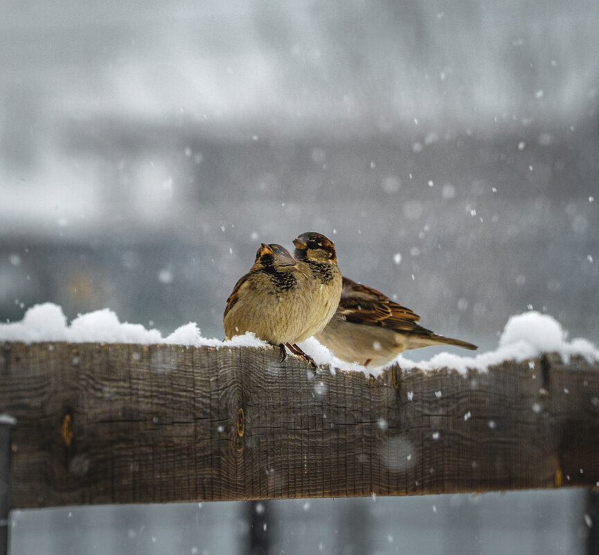 Воробьи во время снегопада. - Павел Крутенко Воробьи во время снегопада. - Павел Крутенко