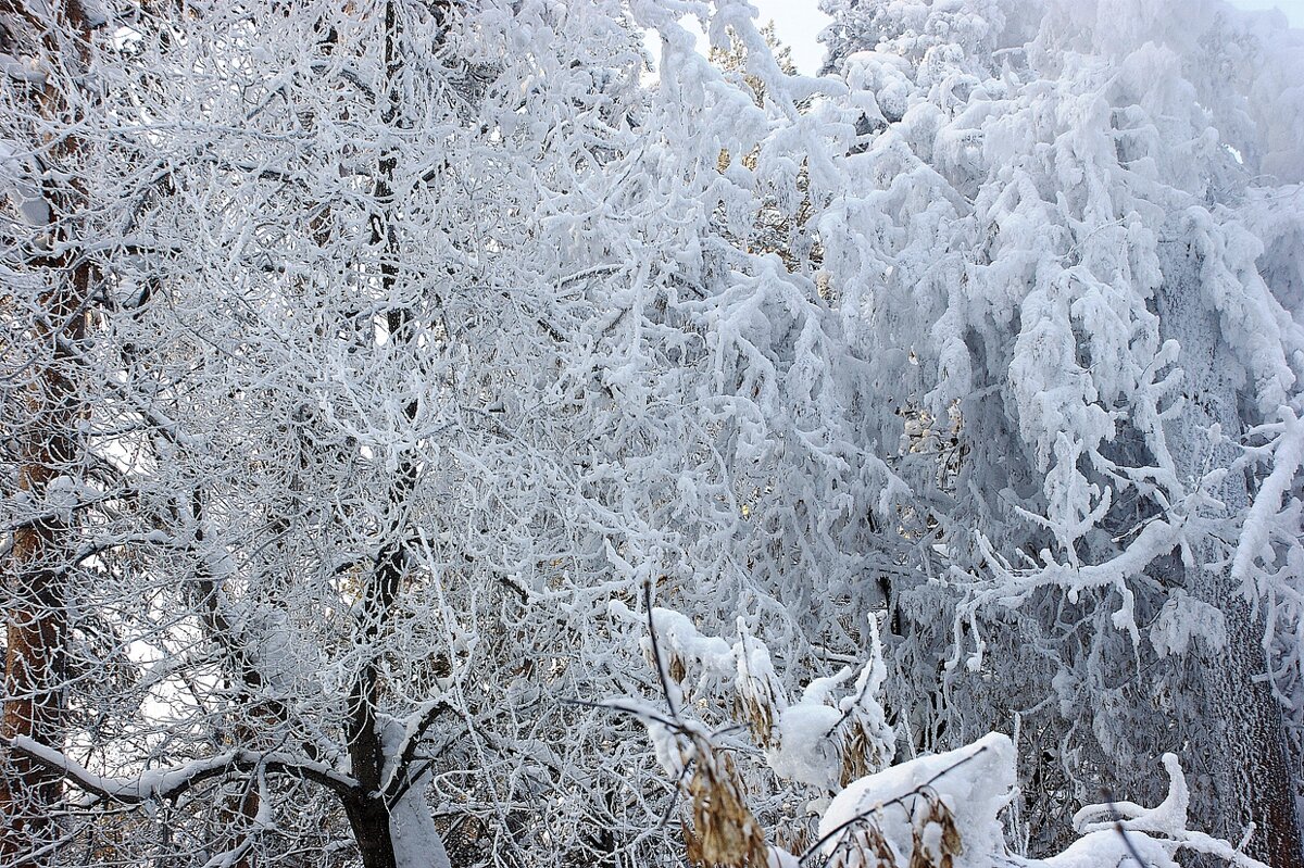 Иней на деревьях - Галина Нестратова