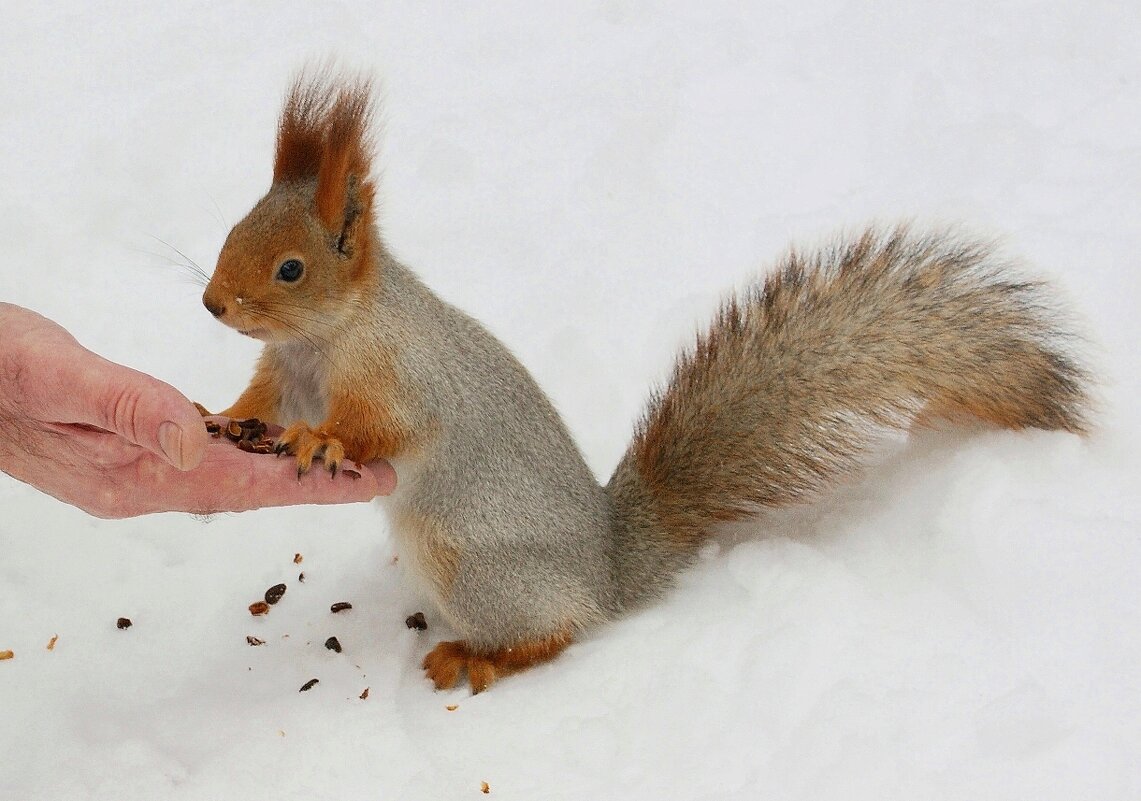 Подружились - Галина Нестратова