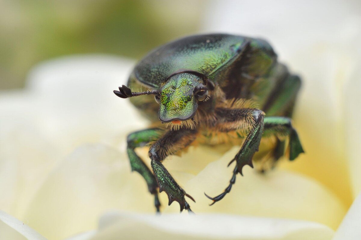 Портрет - Надежда Куркина 
