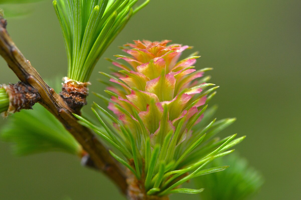 Лиственница - Константин Анисимов