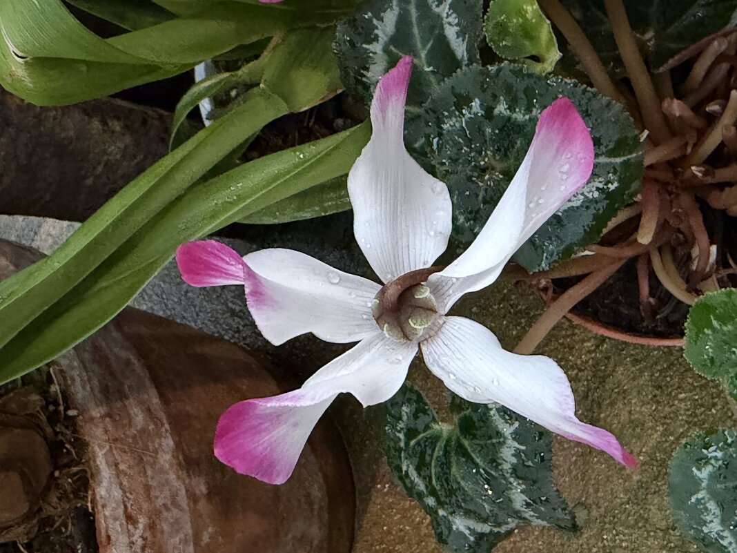 Цикламены - Pippa 