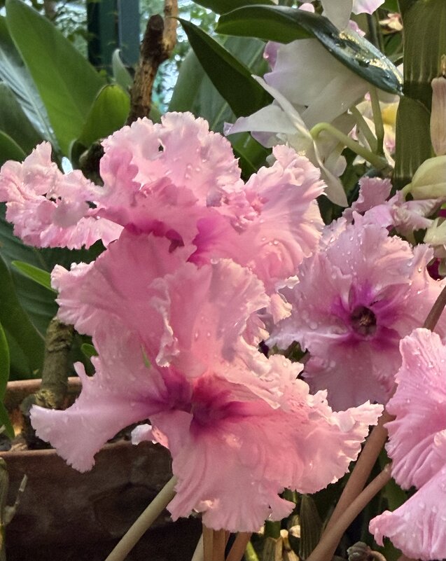 Цикламены - Pippa Цикламены - Pippa