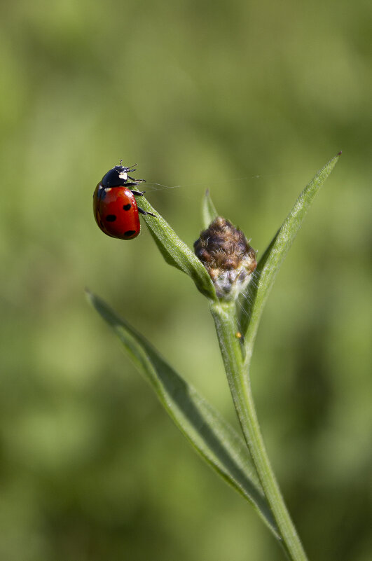 *** - Александр. AVG100 ---