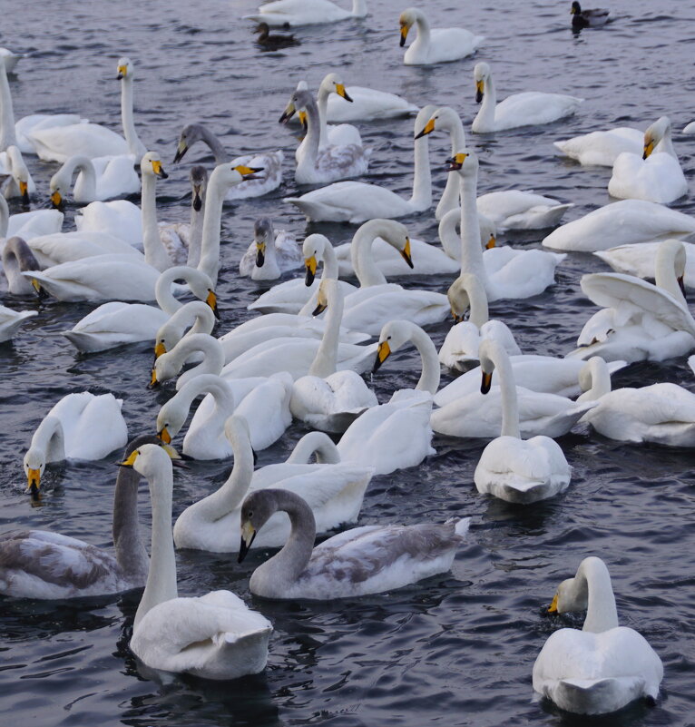 Лебеди на зимовке в Алтайском крае - Наталия Григорьева