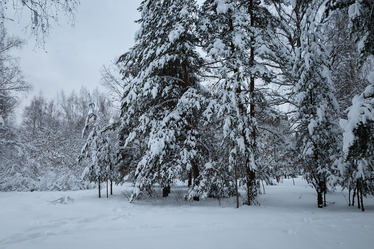 Зимний лес - Александр Синдерёв