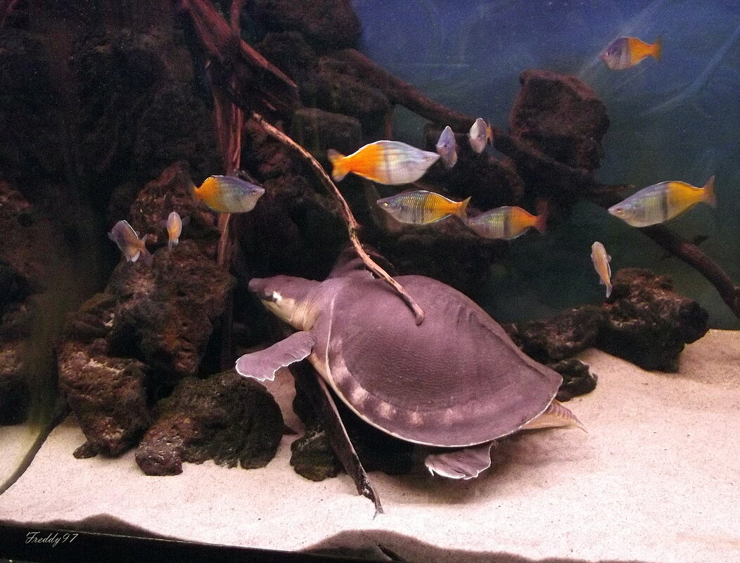 Обитатели московского зоопарка - Freddy 97