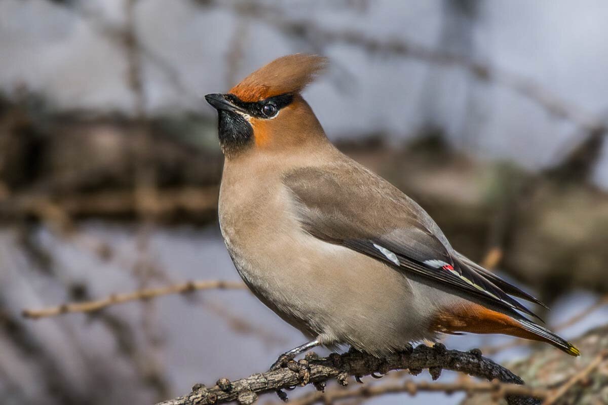 Свиристель. - Nikolay Lovec