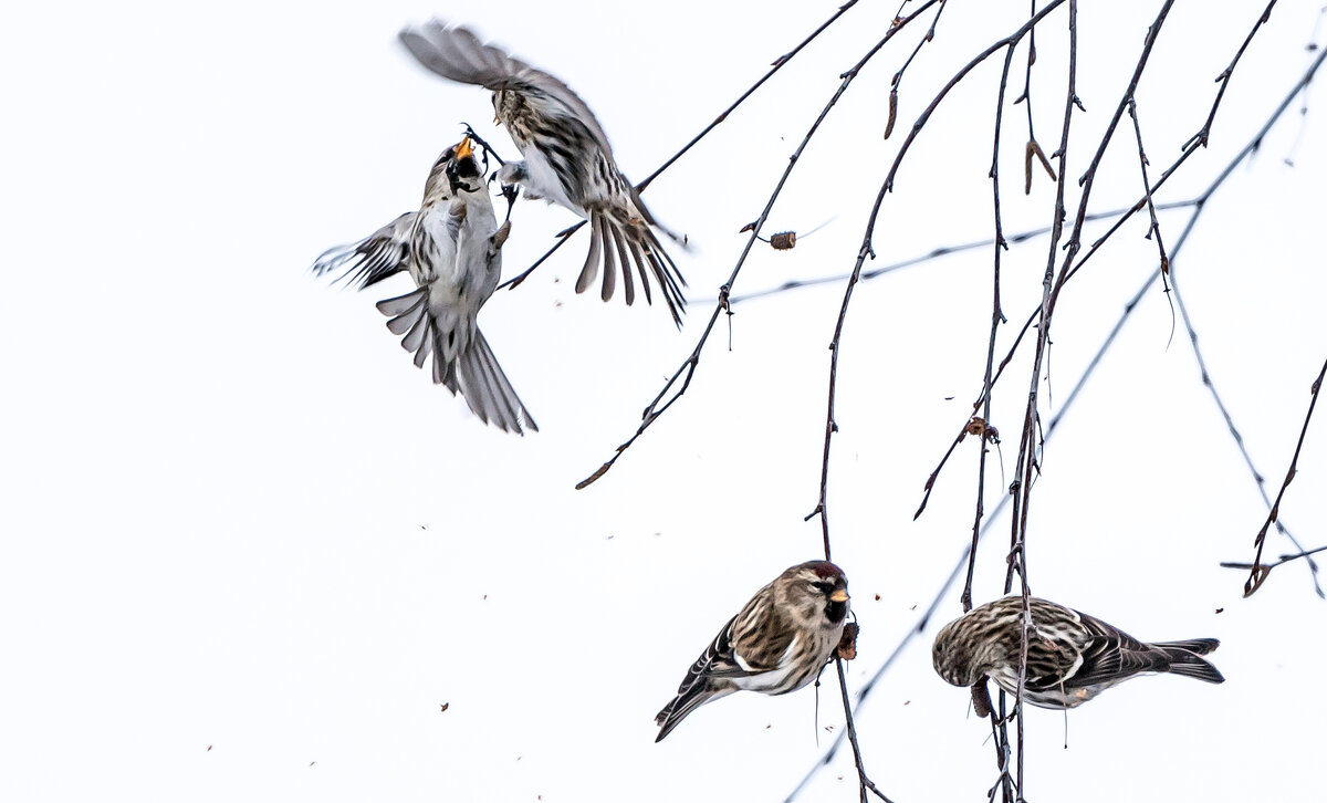 Схватка за еду. - Владимир Безбородов
