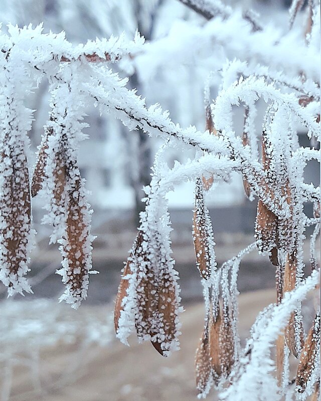 Иней перед снегопадом ну и ДР у меня... :) - Ирина Via Иней перед снегопадом ну и ДР у меня... :) - Ирина Via