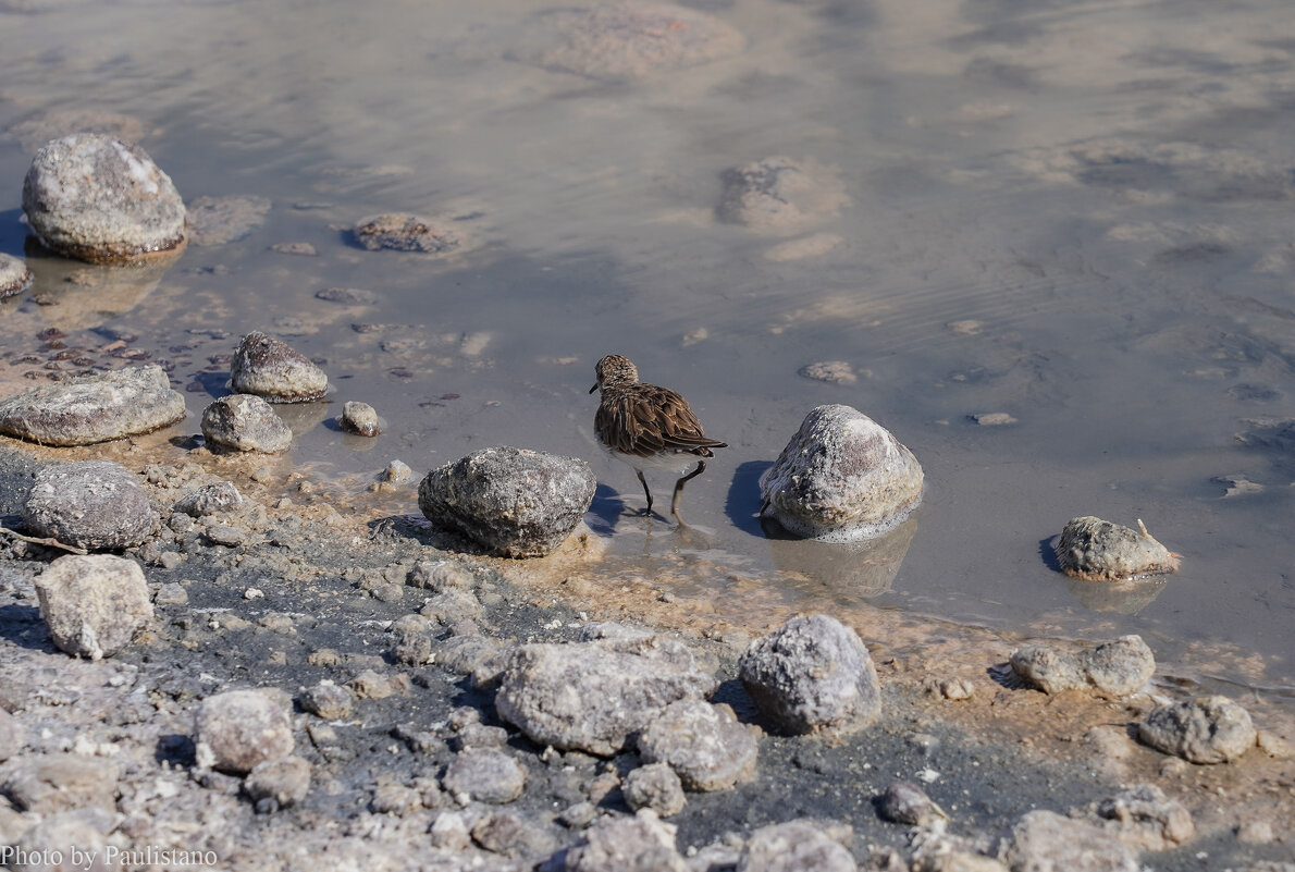 В краю солёных озёр... - Владимир Жданов В краю солёных озёр... - Владимир Жданов