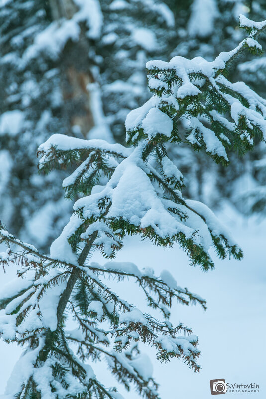 Маленькой елочке холодно зимой... - Сергей Винтовкин