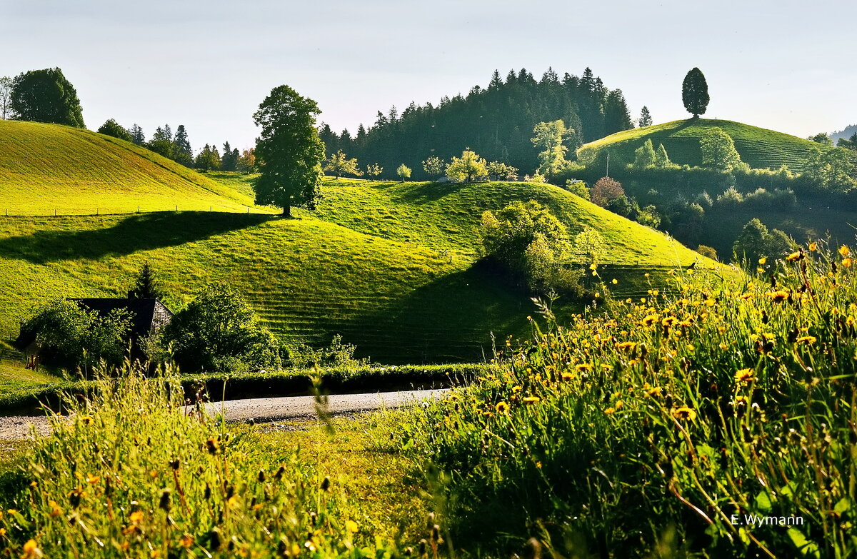 summer - Elena Wymann